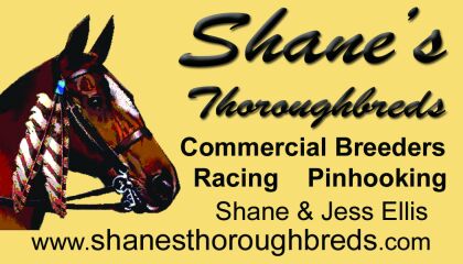 horse business card