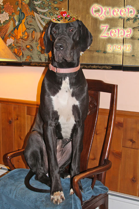 Great Dane Queen of the House