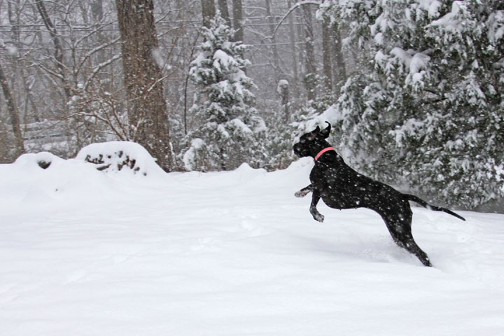 Great Dane enjoying the snow