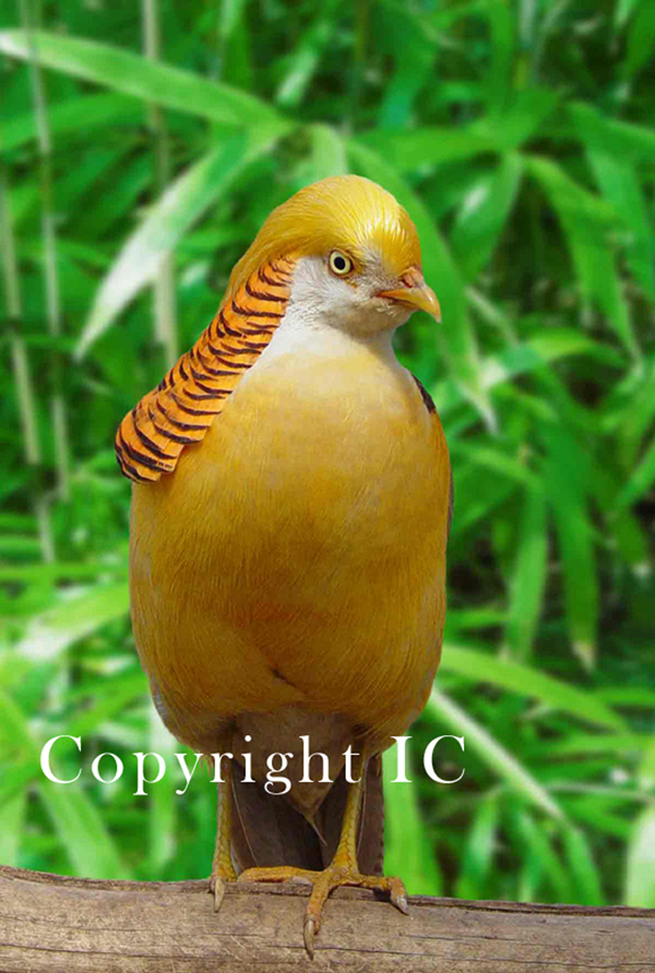 Golden Pheasant