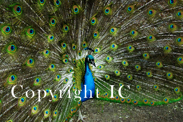 Peacock Fanning