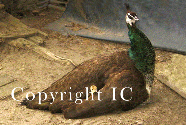 Peacock Hen with babies