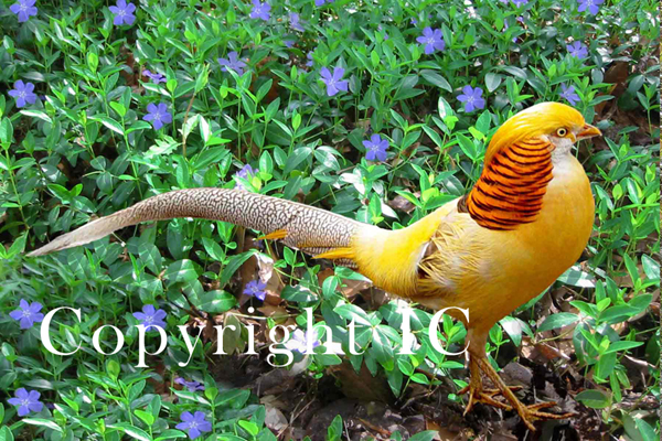 Golden pheasant