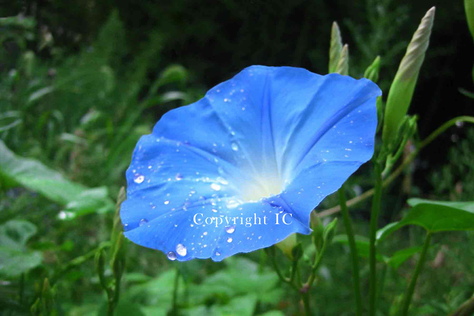 Morning Glory Blue