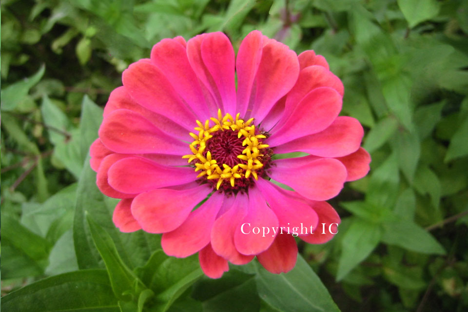 Coral Zinnia