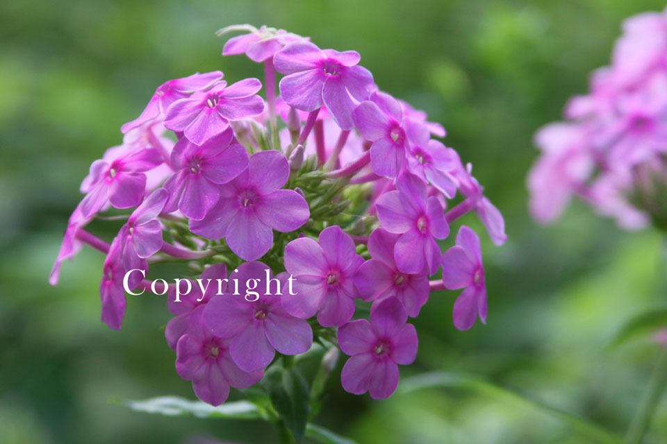 Pink Phlox