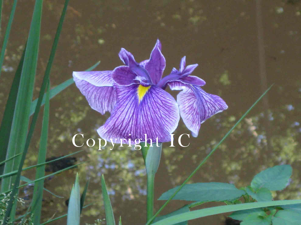 Swamp Iris Purple