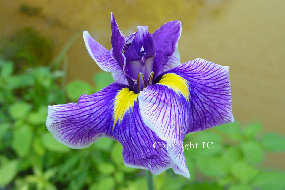 Water Iris Blue