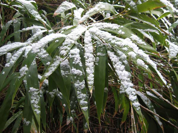 Arrow Bamboo Snow
