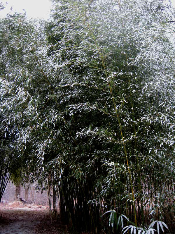 Bamboo snow