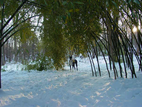 Bamboo snow