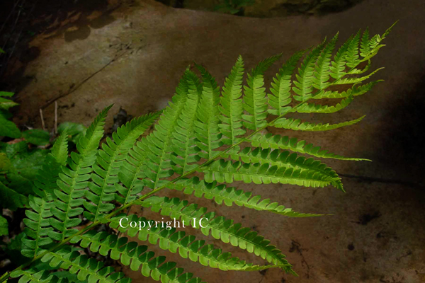 Fern Leaf