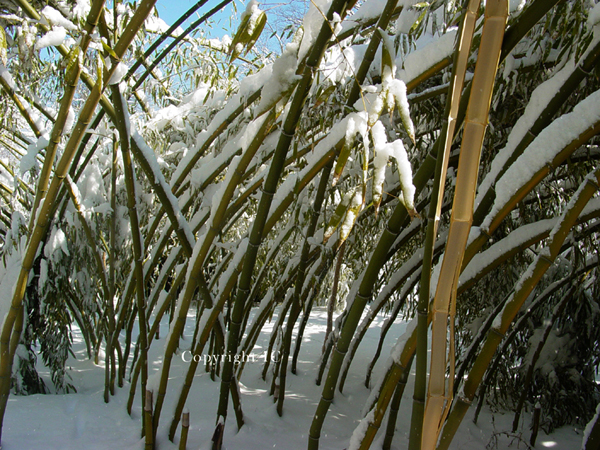 Bamboo Snow