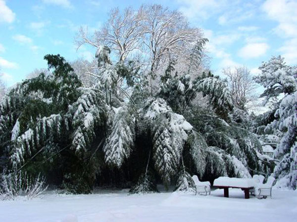 Bamboo snow covered