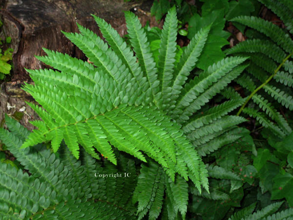 Fern Twirl