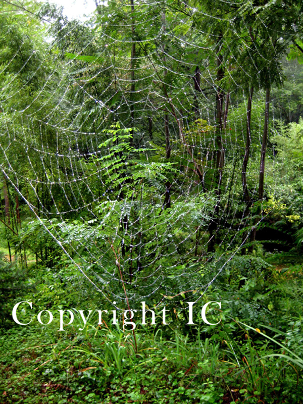Spider Web