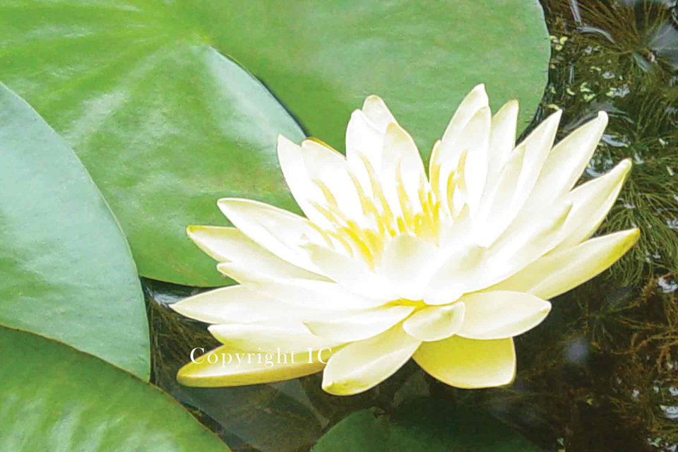 Cream Water Lilie